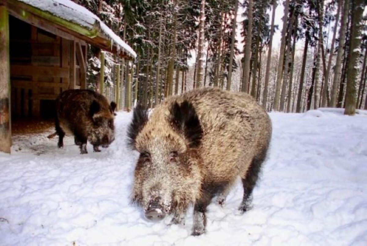 Der Winterwald als „wilde“ Erlebnisbühne