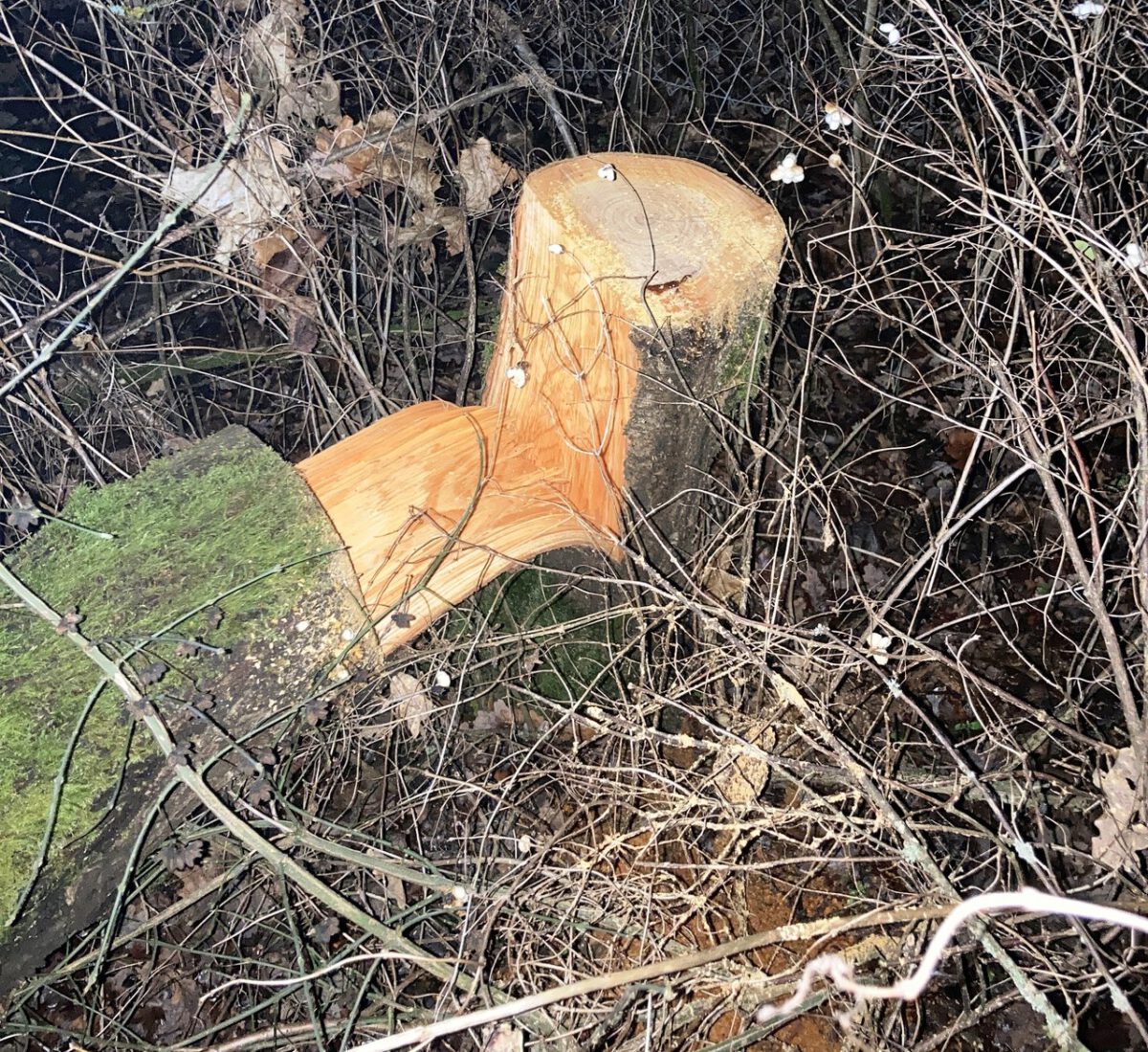 Unbekannter sägt mehrere Bäume an