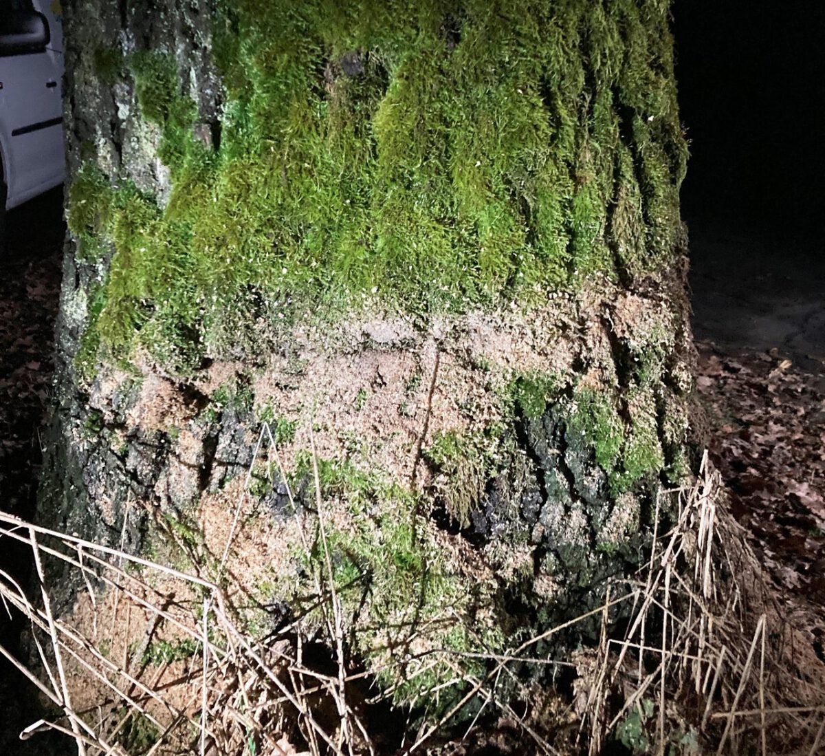 Unbekannter hat schon wieder Bäume angesägt