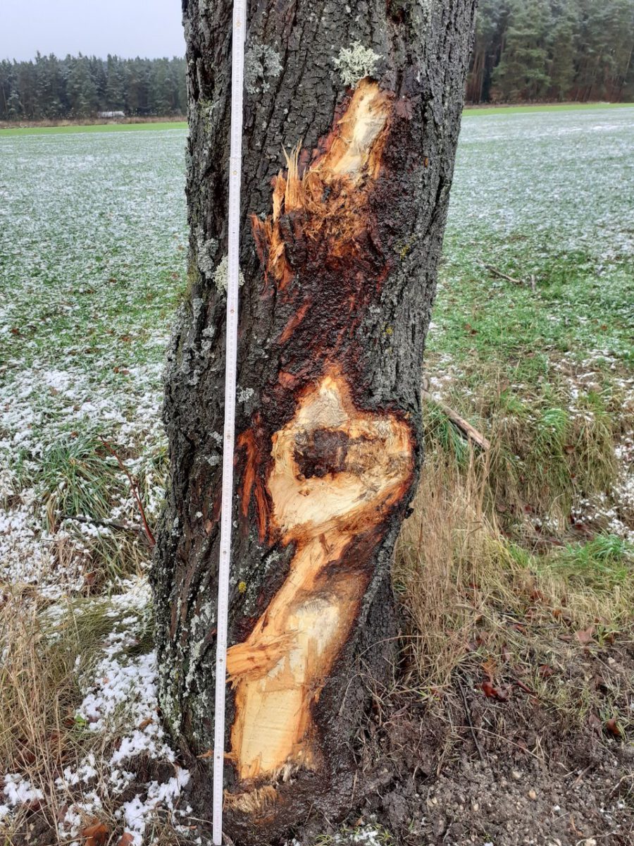 Baum von Auto schwer beschädigt