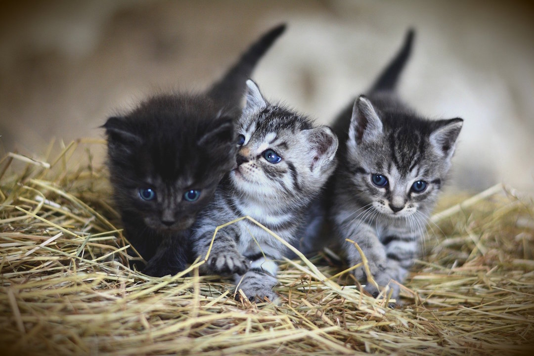 Lustige Katzengeschichten werden erzählt