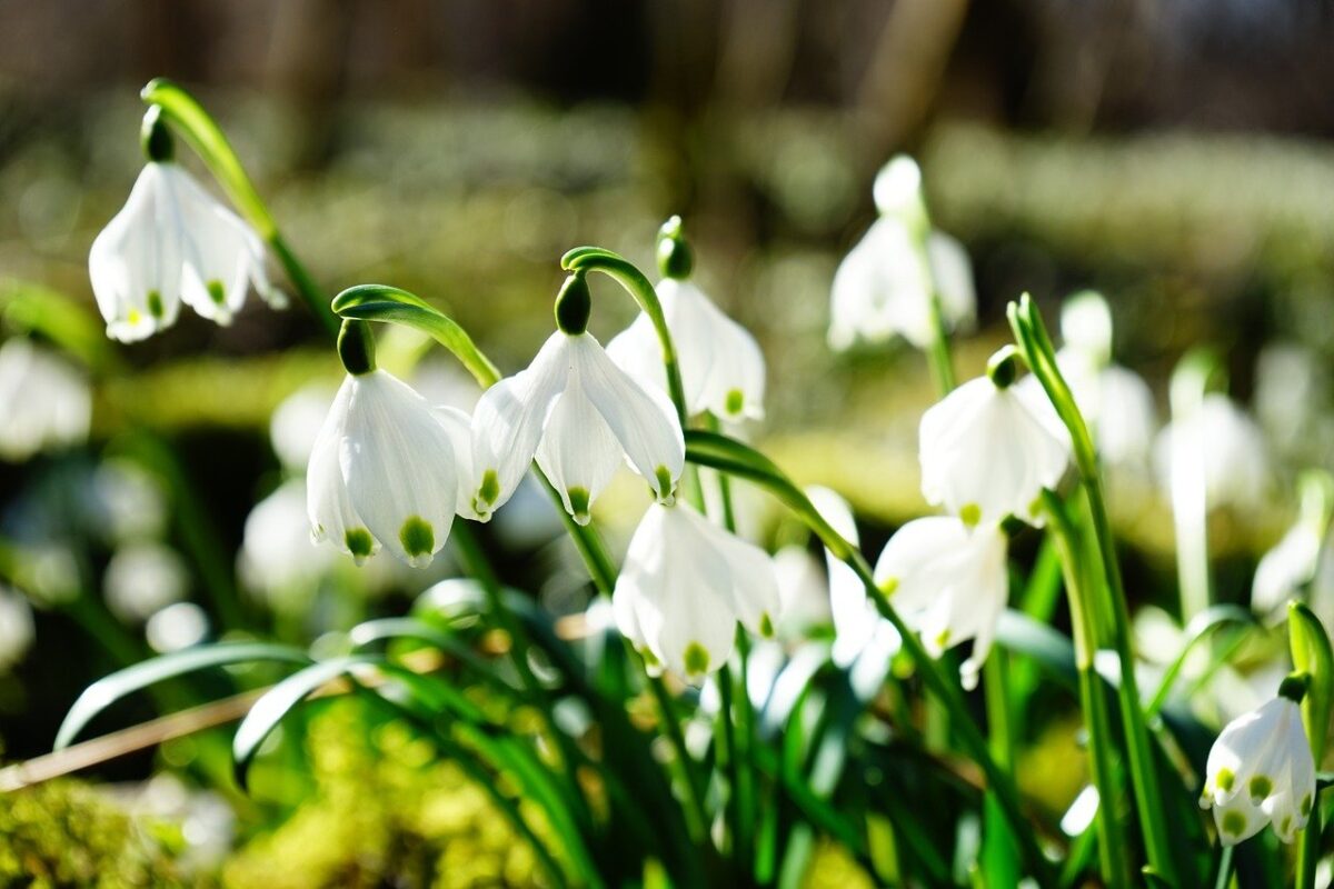 So stehen die Nordoberpfälzer zum Frühling