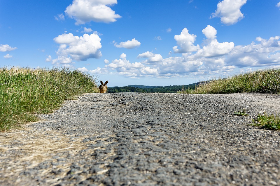 Wegen kreuzendem Hasen: Auto überschlägt sich