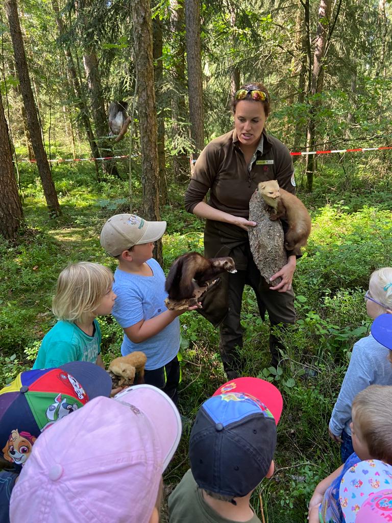 Naturpark-Kindergarten: Kinder erleben Biber, Dachs, Fuchs und Hase hautnah