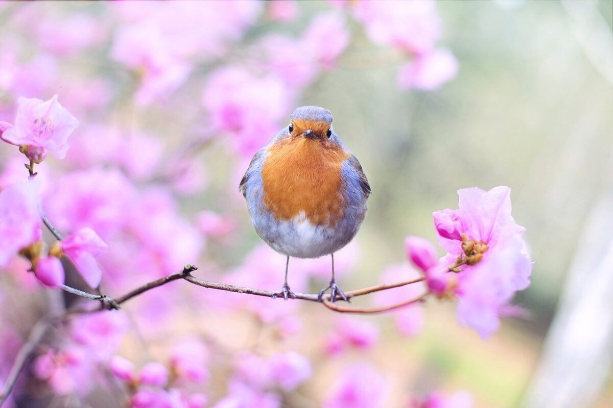 [Sonntagsfrage] Freust du dich auf den Frühling?