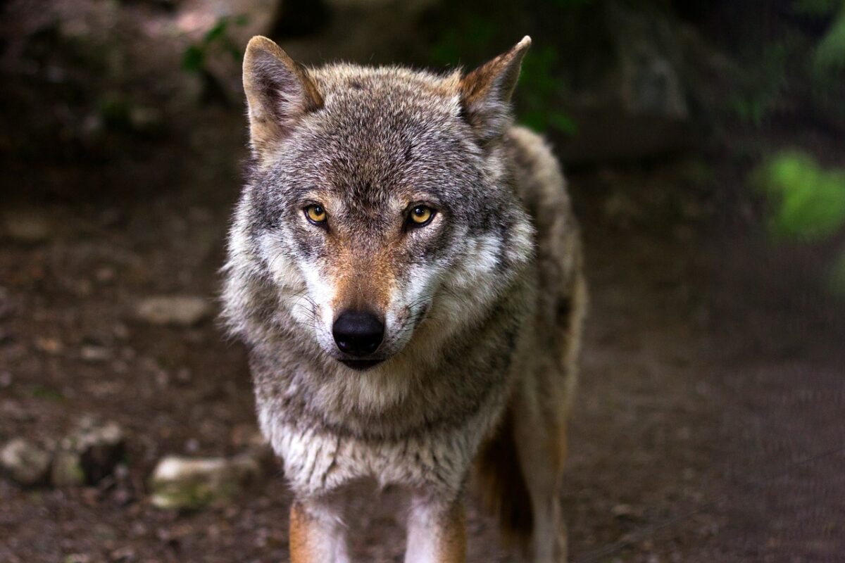 [Sonntagsfrage] Der Wolf – Freund oder Feind des Menschen?