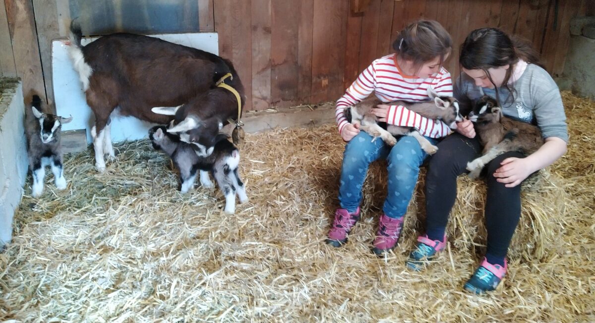 Ziege „Erna“ bringt Vierlinge zur Welt