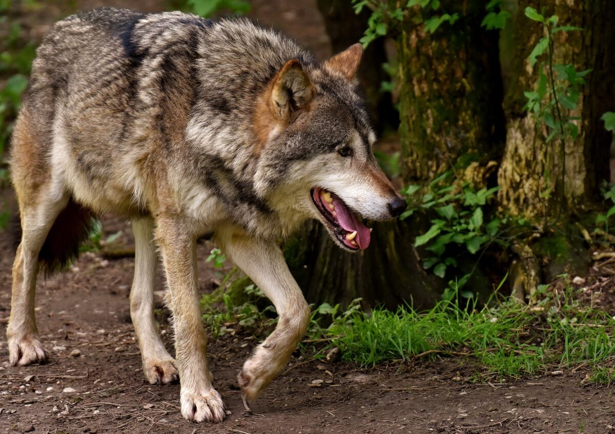 Online-Meeting: Herdenschutz vor Wolf & Co.