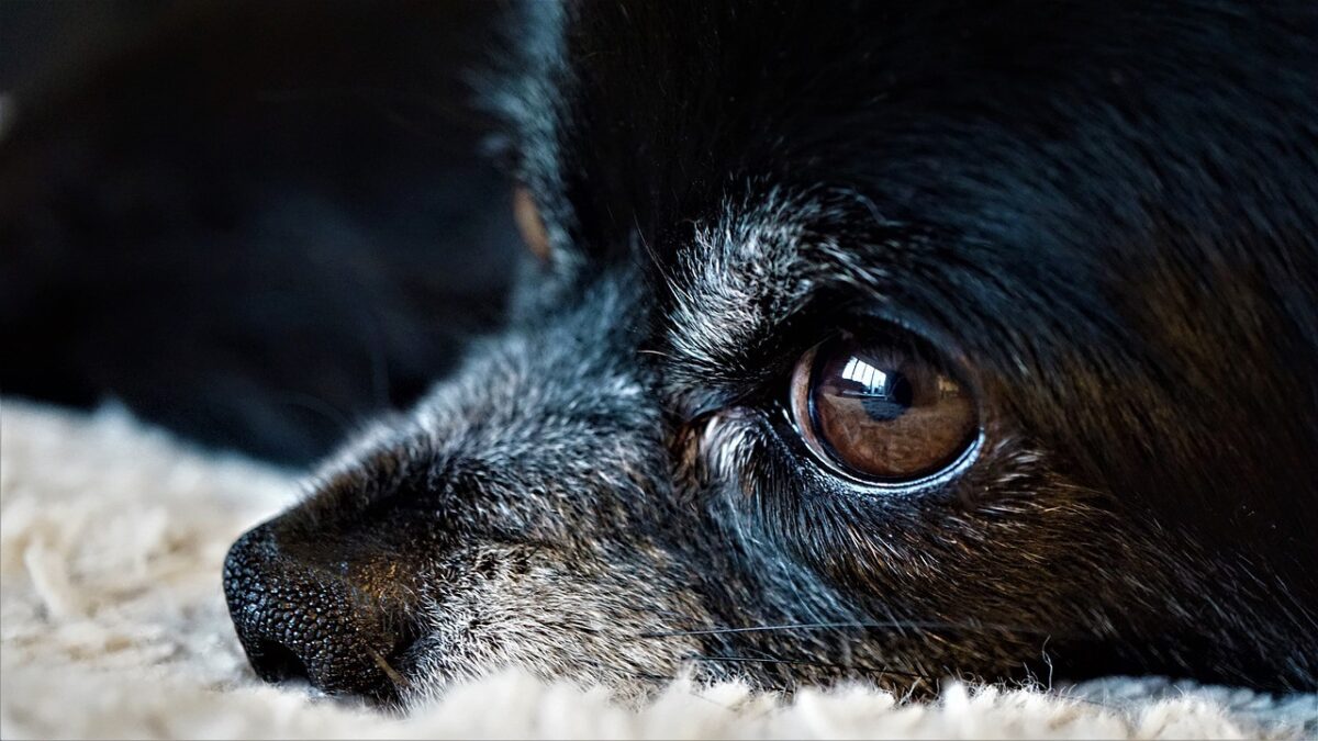 Unfallflucht: Hund tödlich verletzt