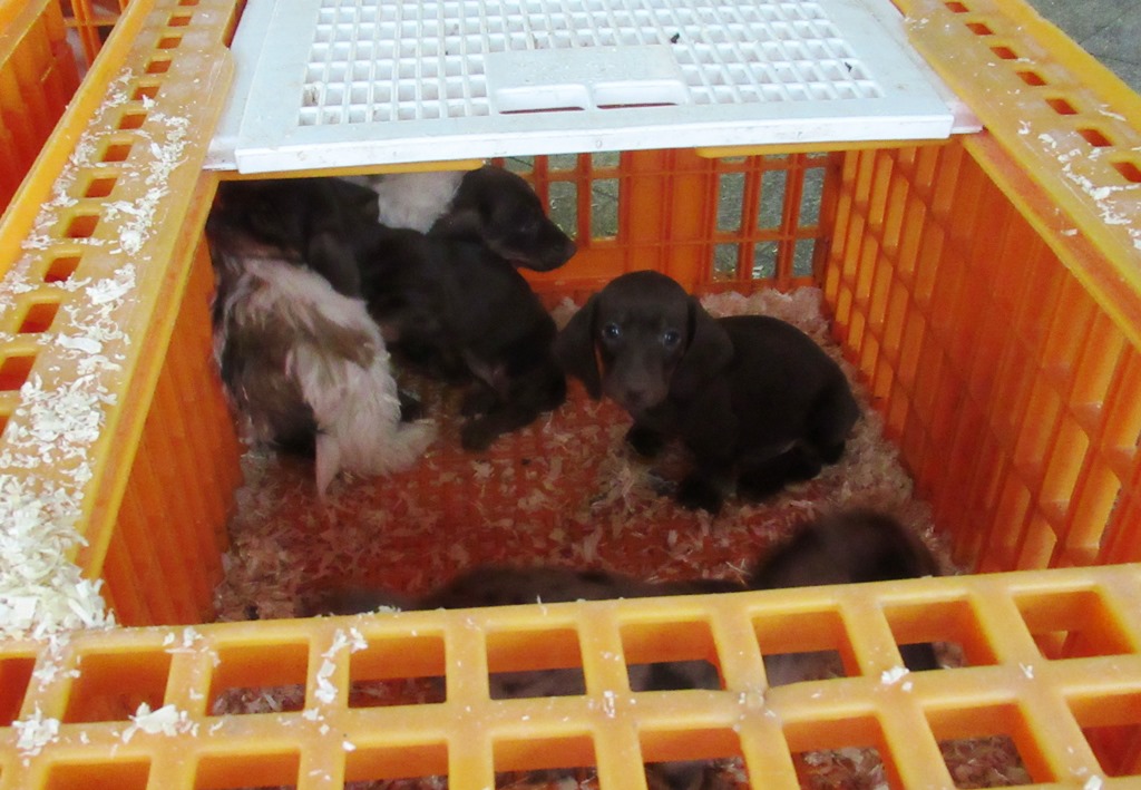 36 Hundewelpen im Kleintransporter gefunden