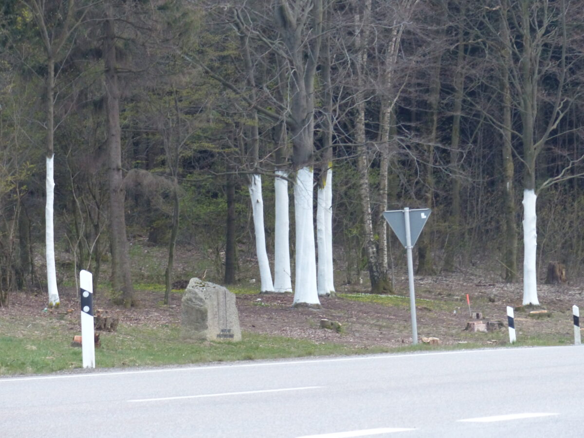 Sonderbare Baumstämme an der B22
