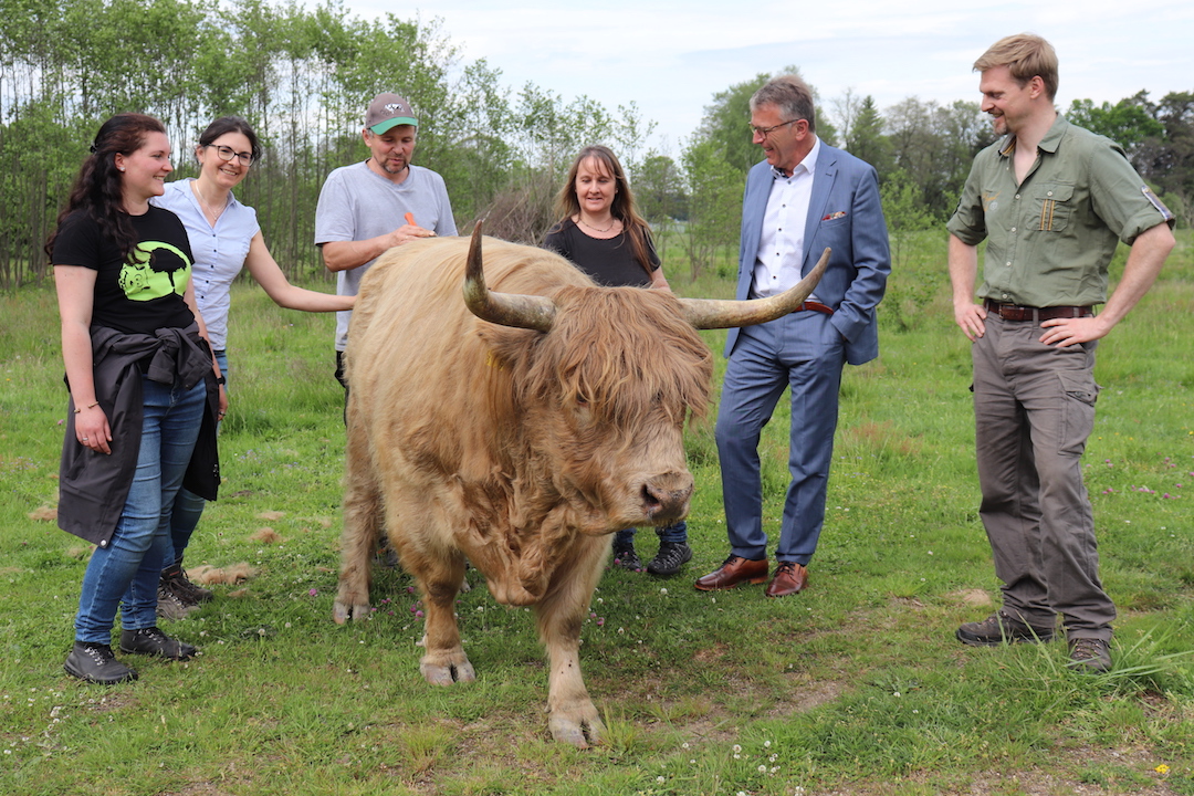 Hochlandrinder als Landschaftspfleger im Einsatz