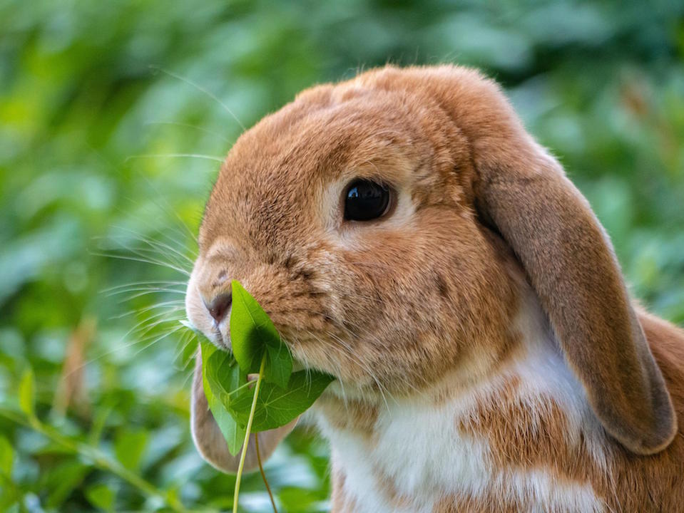 Tierischer Einsatz: Polizisten fangen Zwergkaninchenfamilie ein