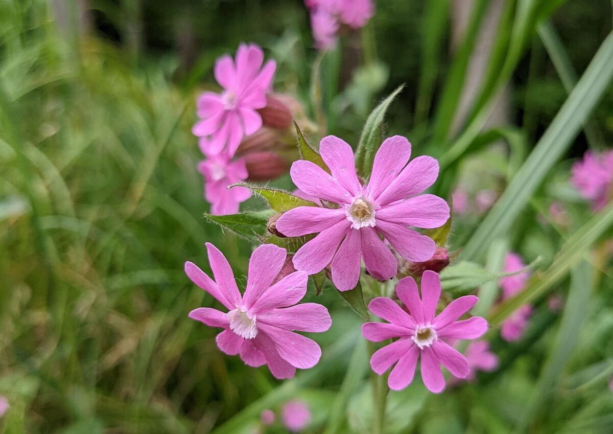 Bäume, Blüten, Farne – genau hinschauen lohnt sich