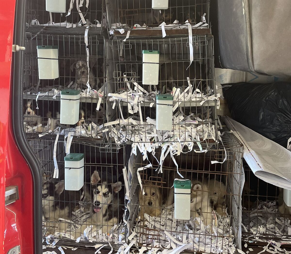 Hundewelpen aus den Fängen von Tierhändlern befreit
