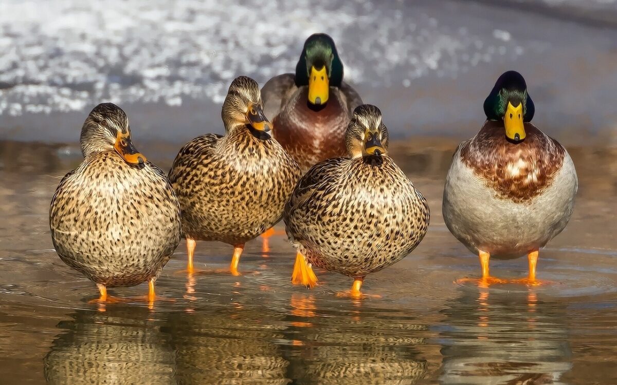 Vorsicht! Warum man Enten auf keinen Fall füttern sollte
