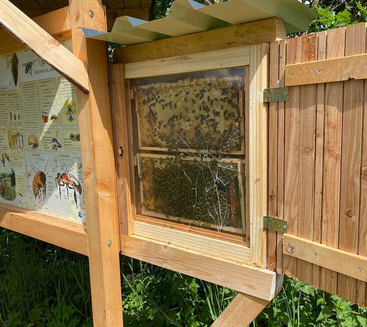 Bienenmord statt Bienenrettung: Bienenkasten mit Pflasterstein zertrümmert