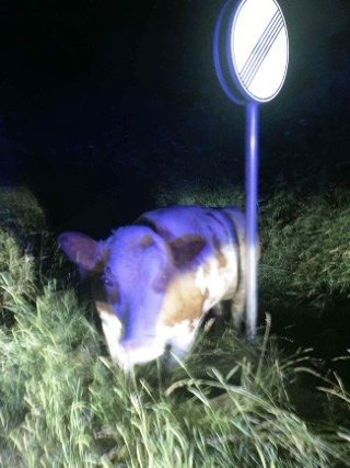 Tierischer Einsatz für die Polizei