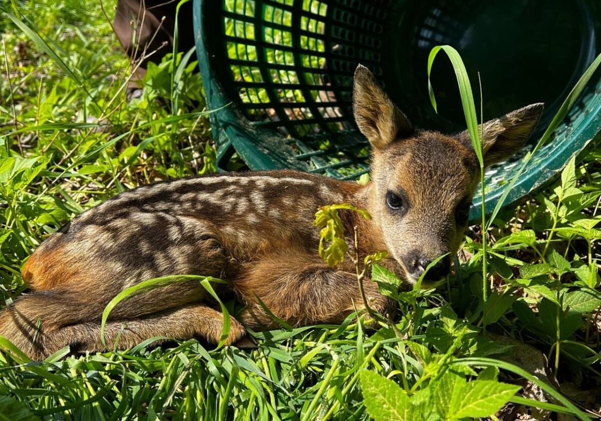 Tierschützer packen bei der Rehkitzrettung an