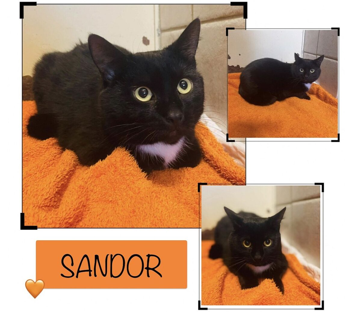 Sandor sucht dringend ein Zuhause