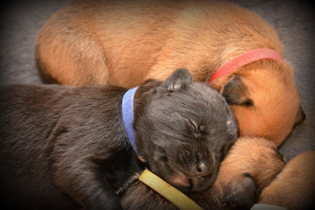 Besitzer gesucht: Wem gehören diese drei Hundewelpen?