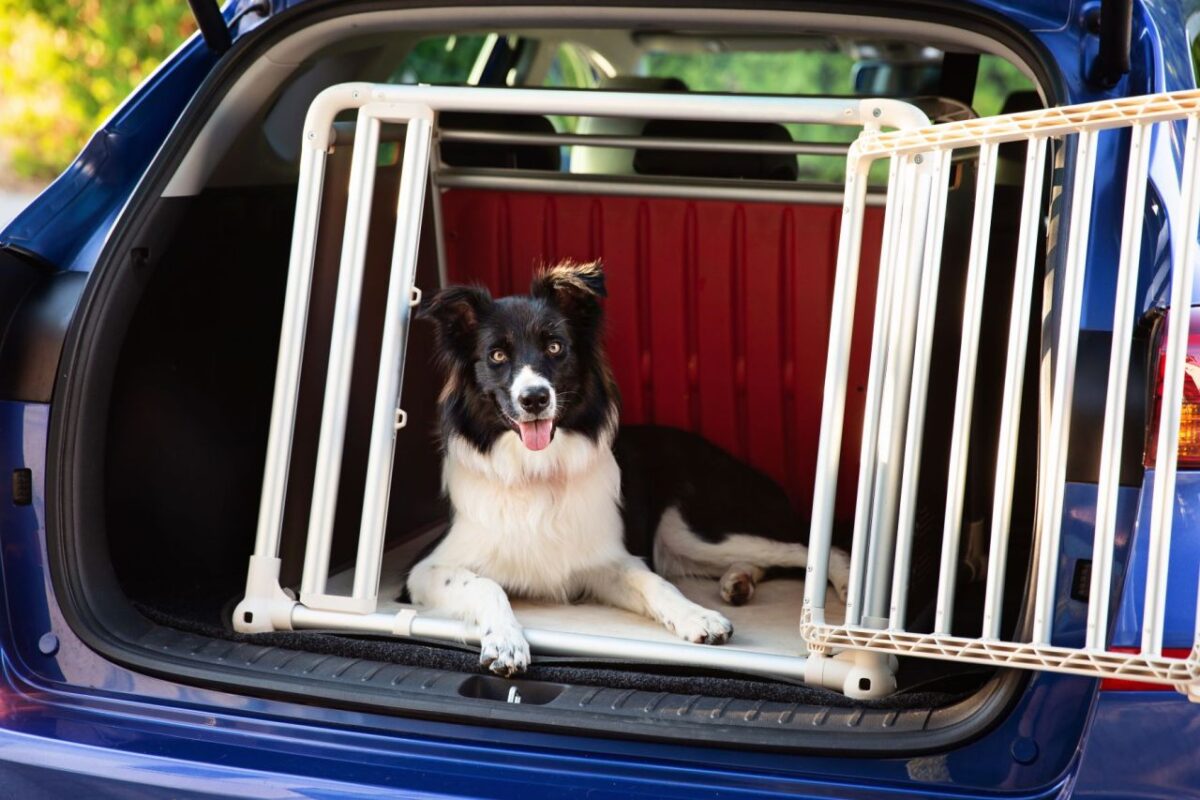 Autofahren mit Hund ist kein Spaziergang