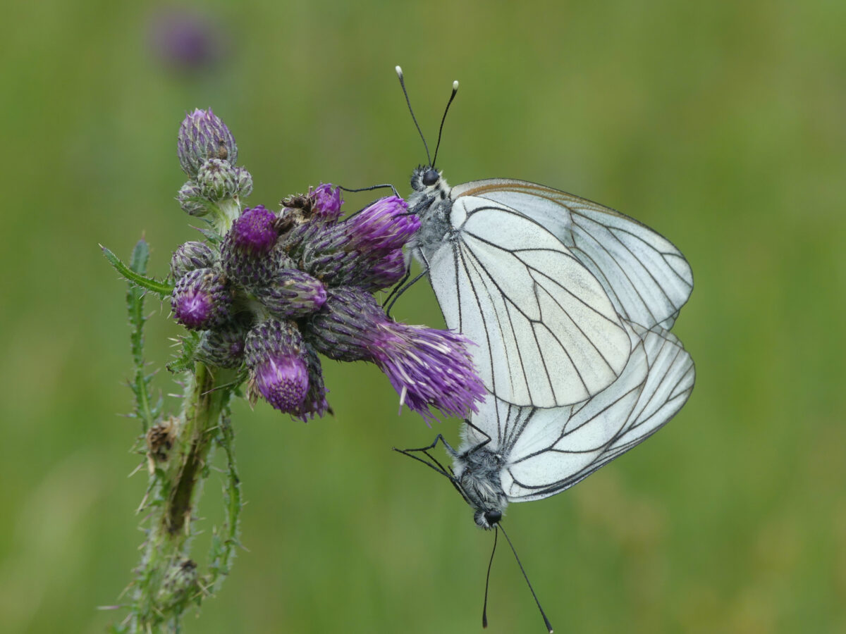 „Natur ist Vielfalt“: Entdeckertag im Freilandmuseum Oberpfalz