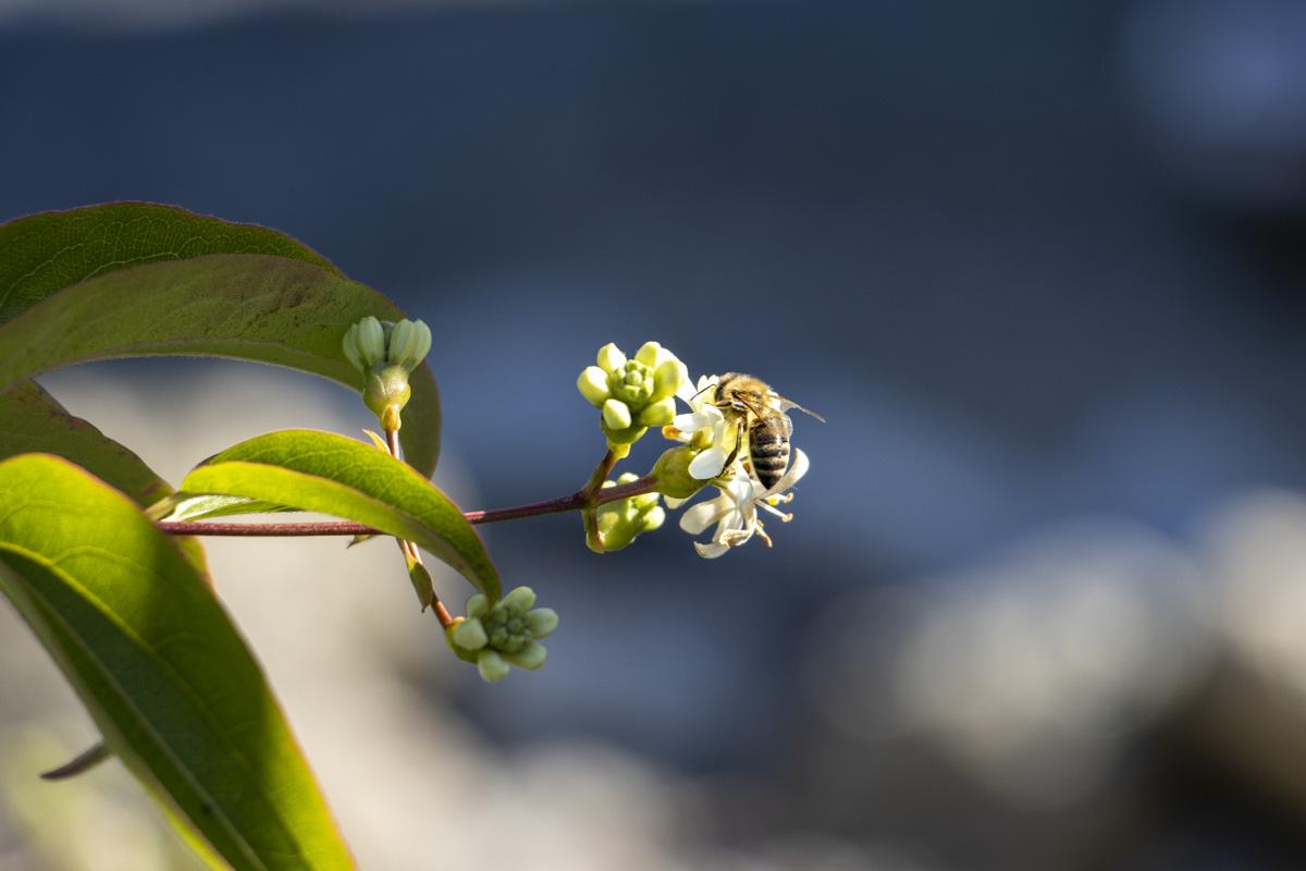 Flosser Obst- und Gartenbauverein weiter aktiv