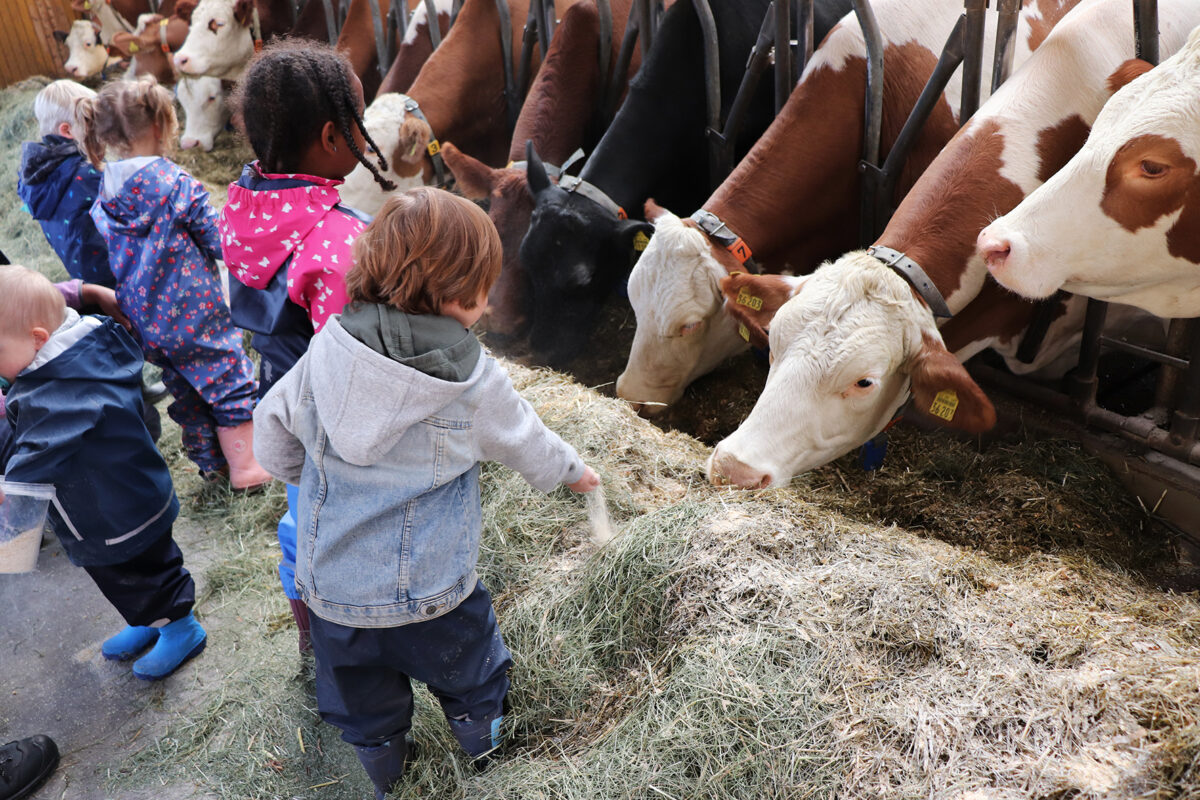 Kühe, Kälber, Hühner – keine Berührungsängste bei den Kindern