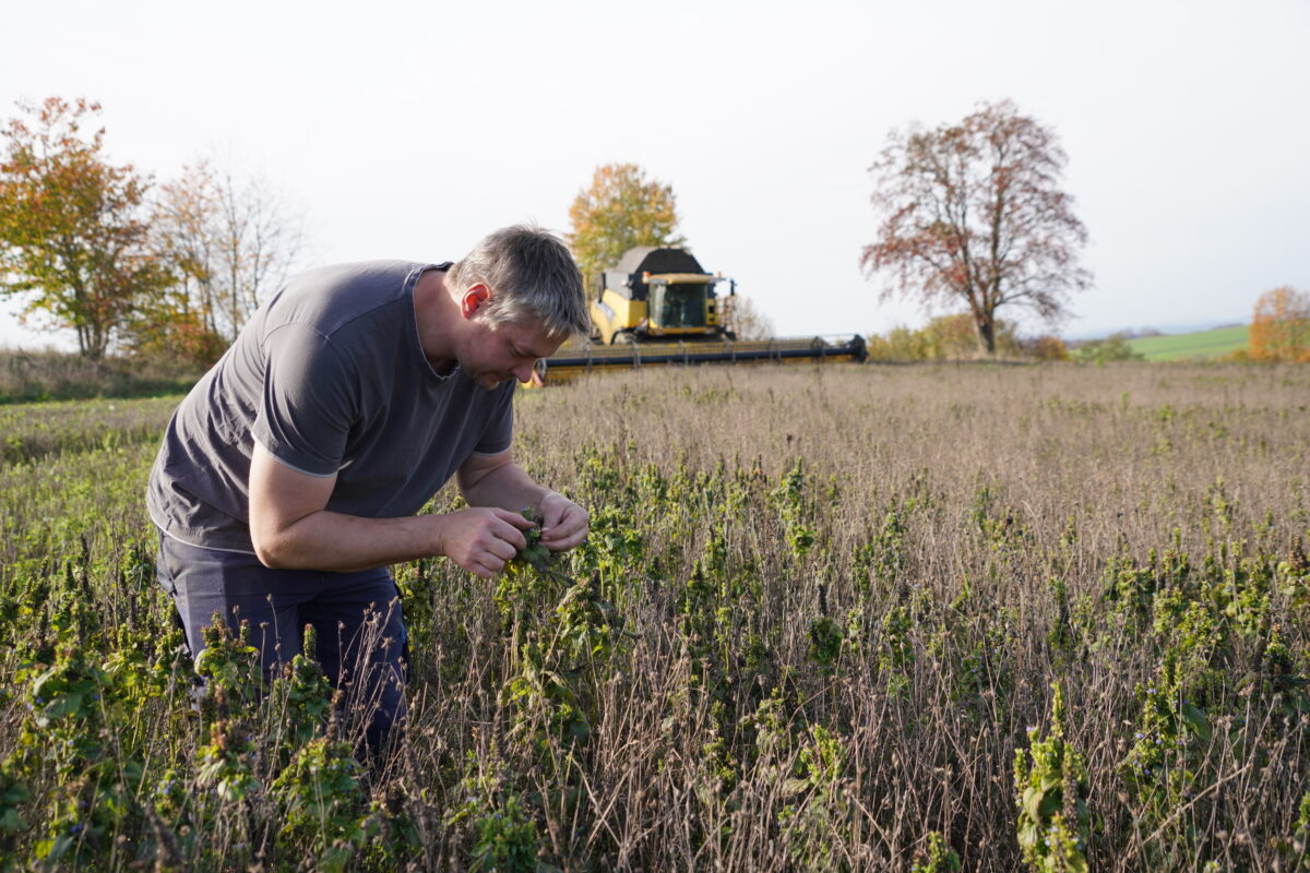 Chia-Samen: Das Superfood „made in Waldthurn“ – Versuch macht klug