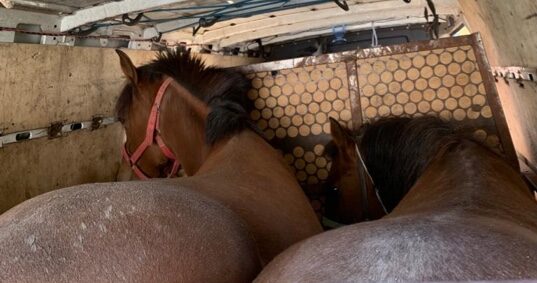 Schleuser und Tierquäler gestoppt: Bericht im Bayerischen Fernsehen