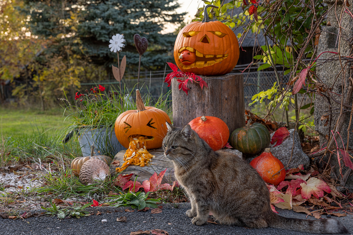 Halloween-Special rund um den Kürbis: Tipps und Tricks zum Schnitzen von Kürbisgesichtern