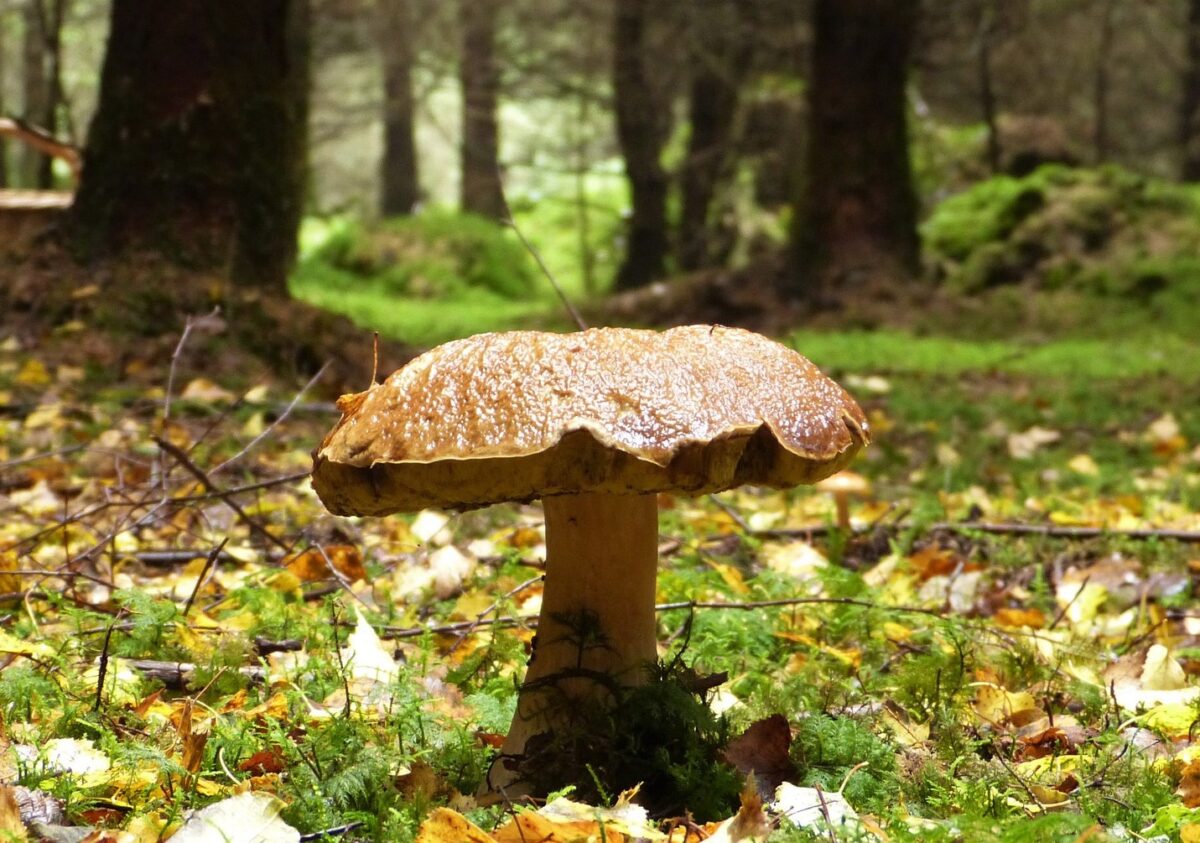 Was man über Schwammerl wissen muss: Vortrag vom Naturparkranger