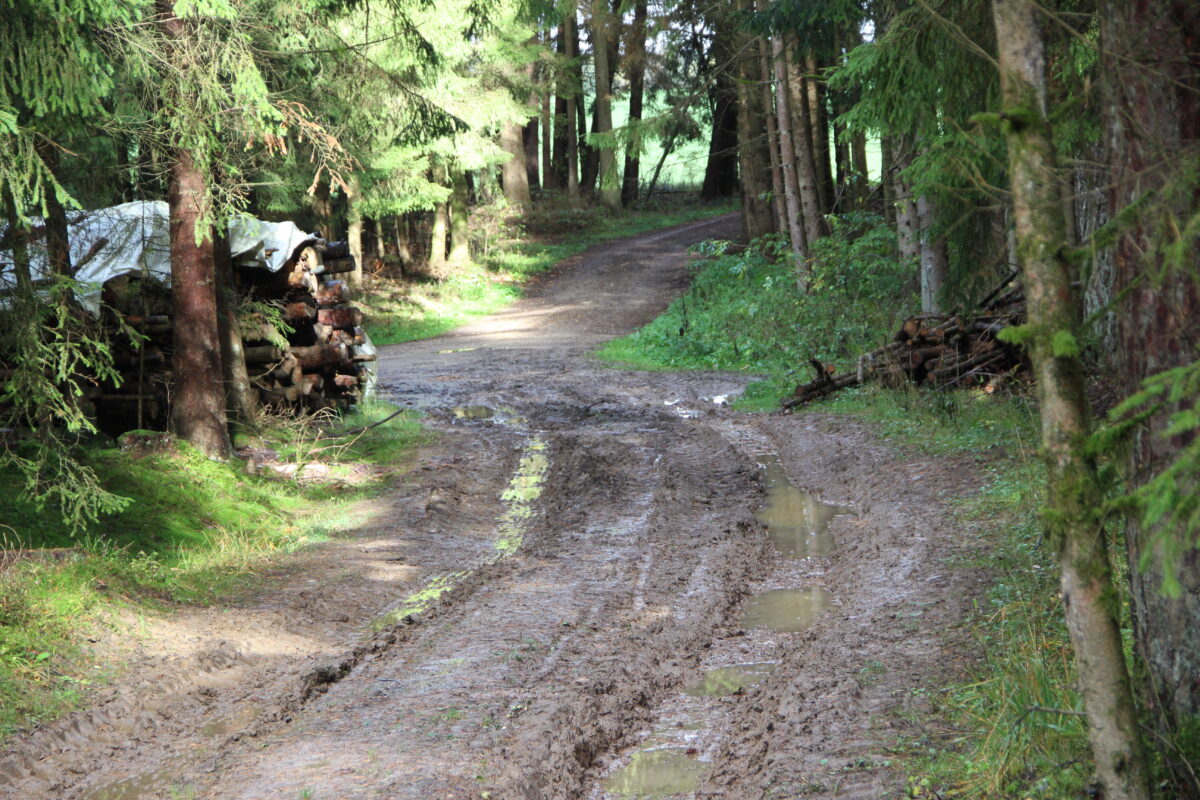 Auf Waldwegen mit dem Rad bis nach Auerbach