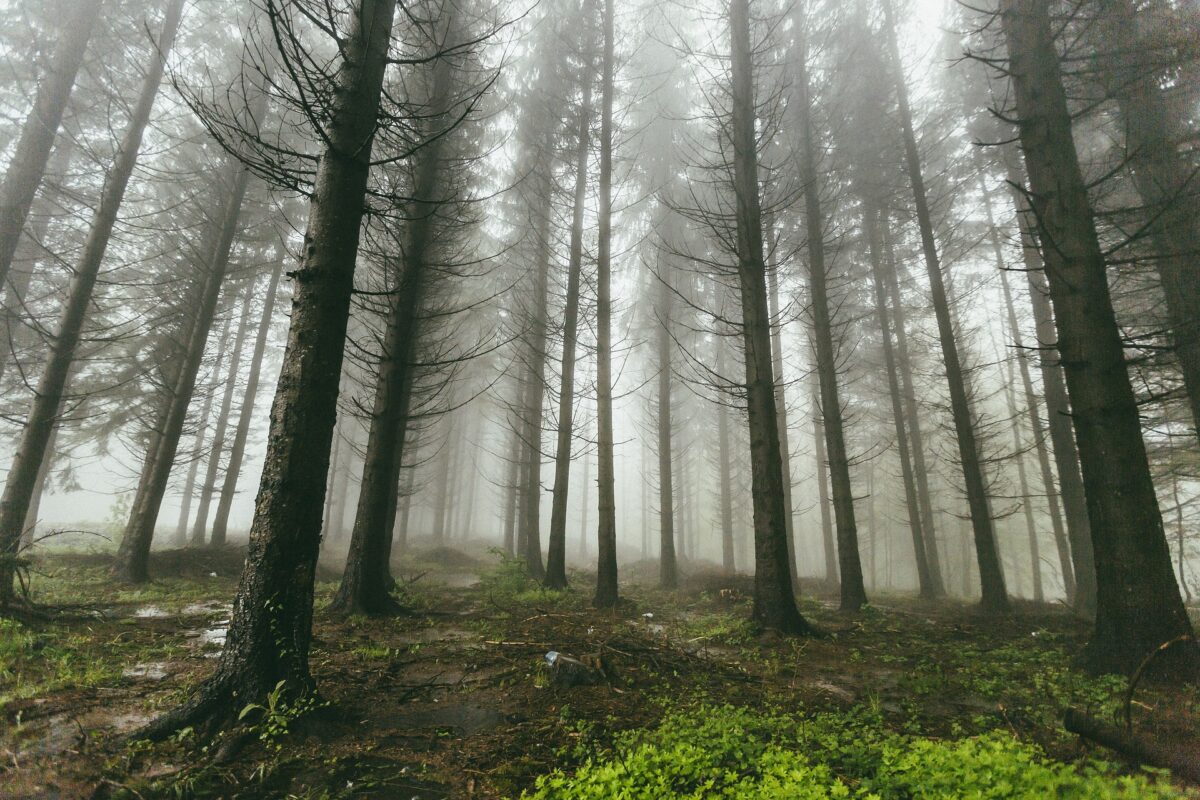 Notruf: Frau verirrt sich im Wald des Grenzgebiets