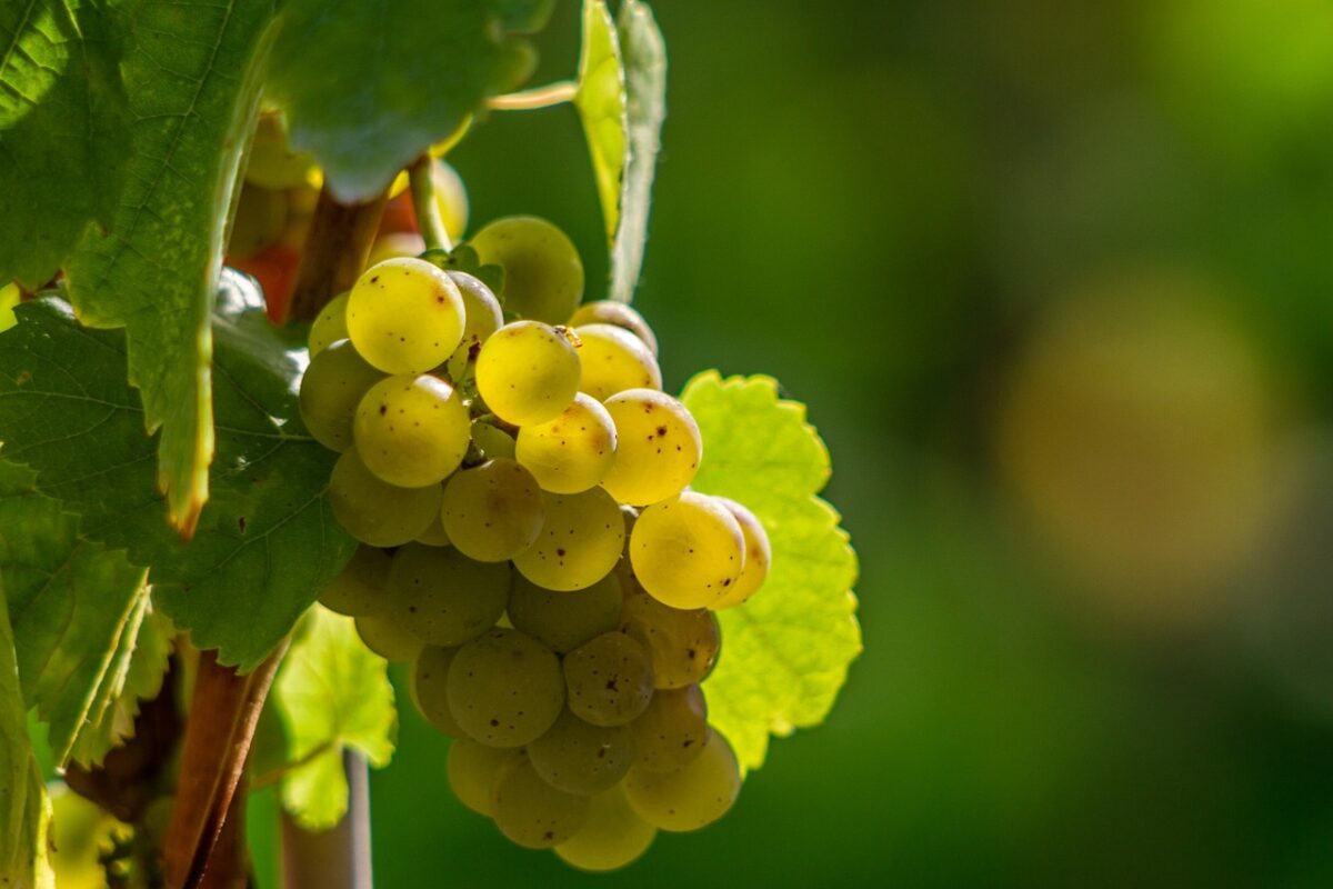 Weinfest im neu renovierten Schützenhaus