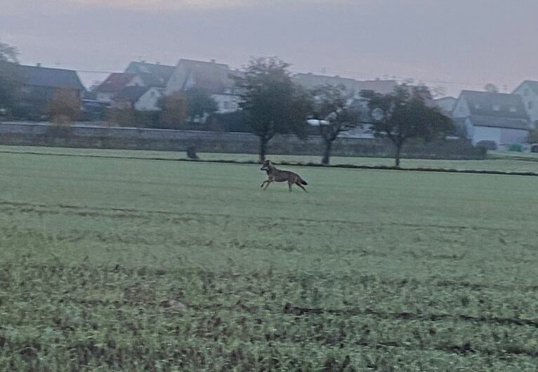 [Update]: Wolf in Kaltenbrunn sorgt für Aufregung