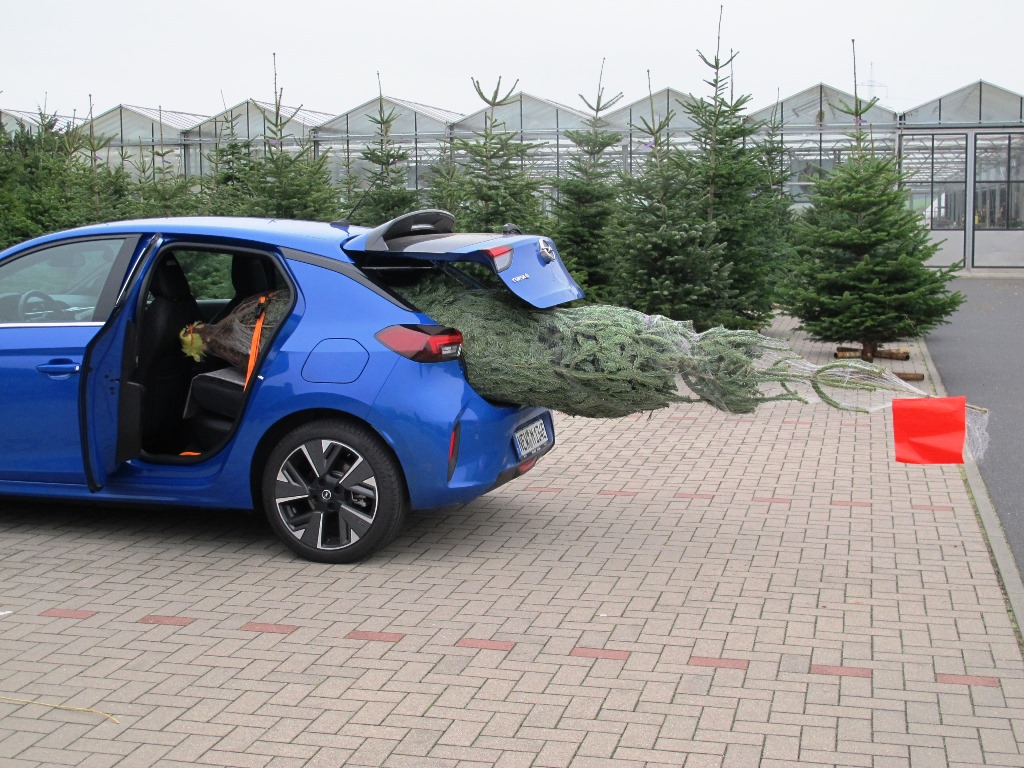 Aufgepasst! Das muss man beim Christbaum-Transport beachten