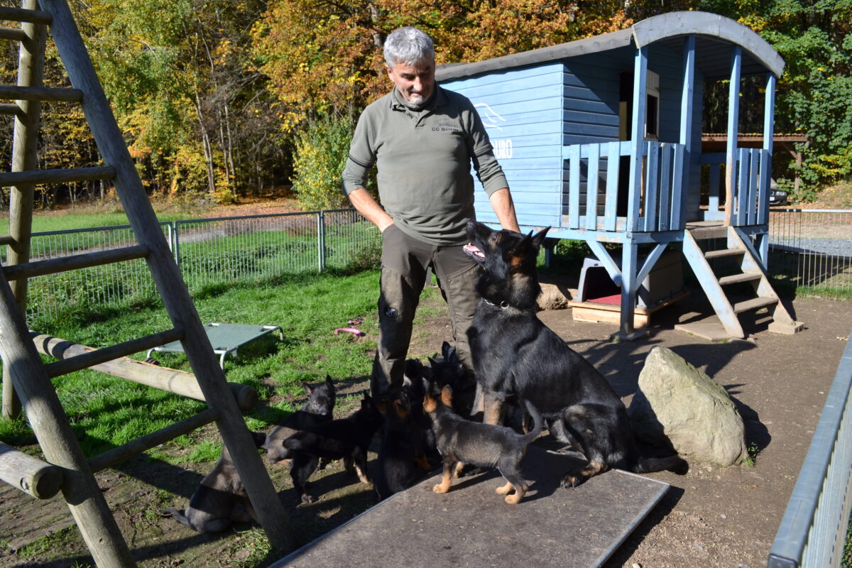 „Ein guter Schäferhund ist schön, aber ein schöner Hund ist nicht unbedingt gut“