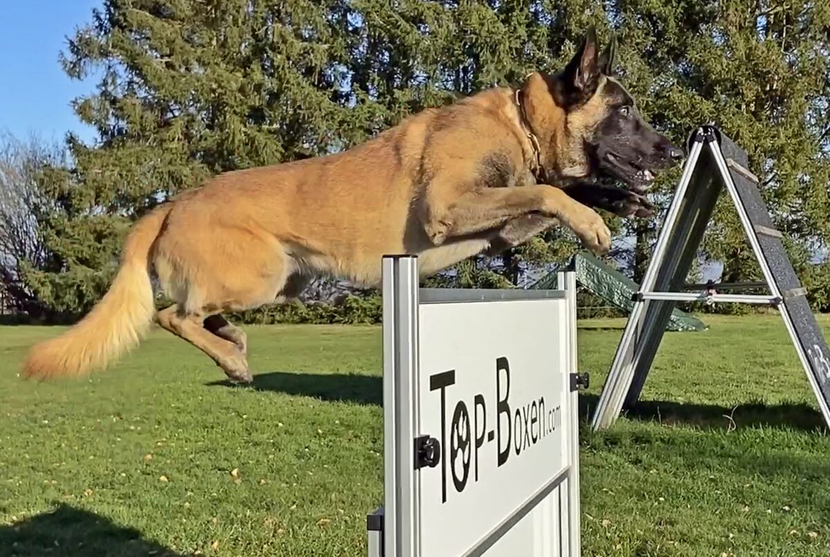 Keine Prüfungsangst – Hund und Herrchen waren topfit