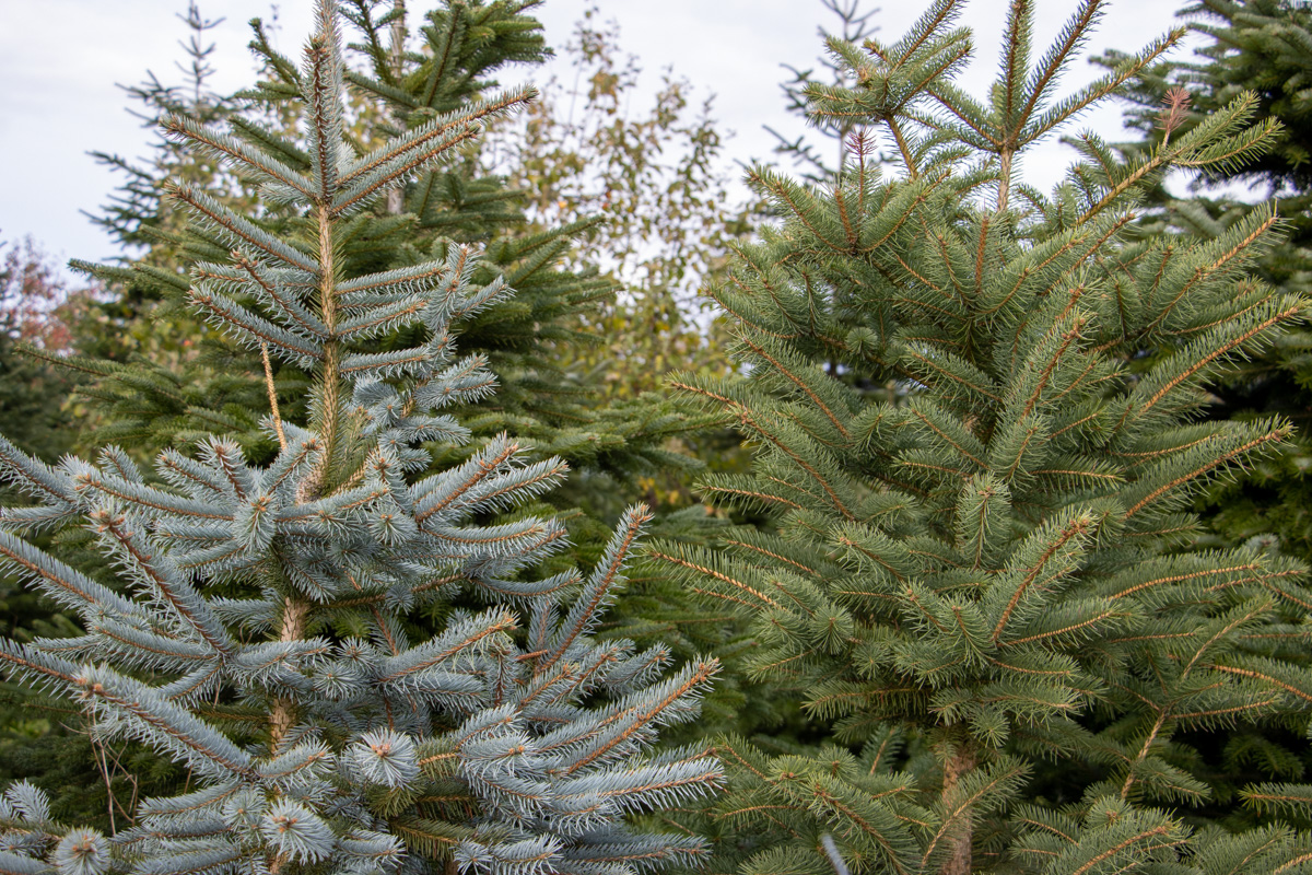 Christbaumentsorgung ab 7. Januar in Weiden