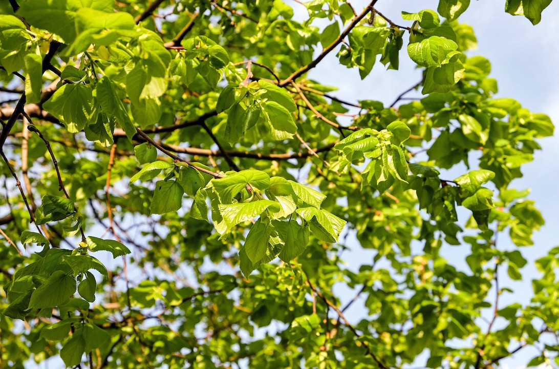 Lindenbaum mit Glyphosat vergiftet