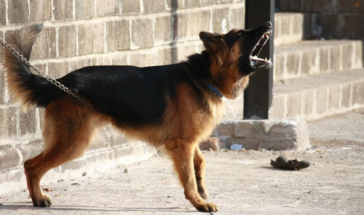 Von Schäferhund gebissen