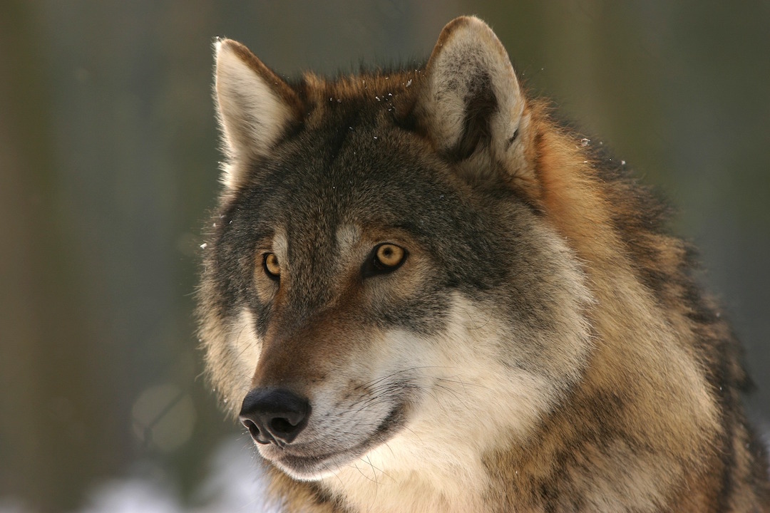 4.000 Volt verderben jedem Wolf den Appetit