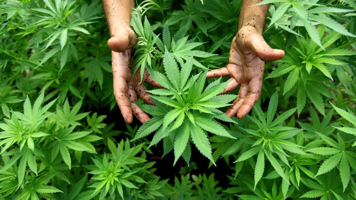 „Shitstorm“ für Polizei und Politik nach Aussagen zur Cannabisfreigabe