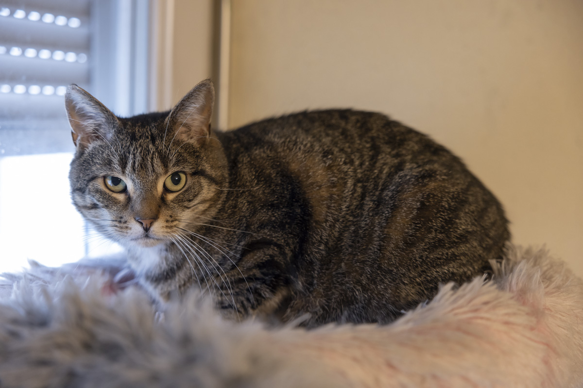Tierquälerei in Amberg: Kater mit Seil gefesselt