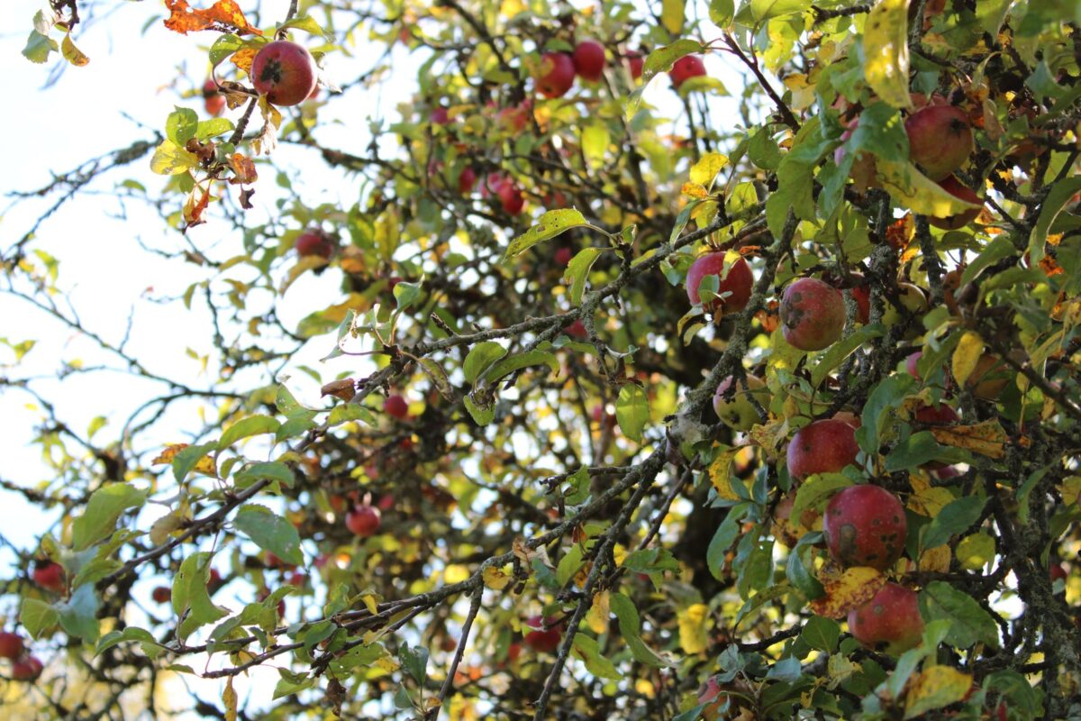 Streuobst für alle – Stadt Kemnath bietet kostenlose Obstbäume an