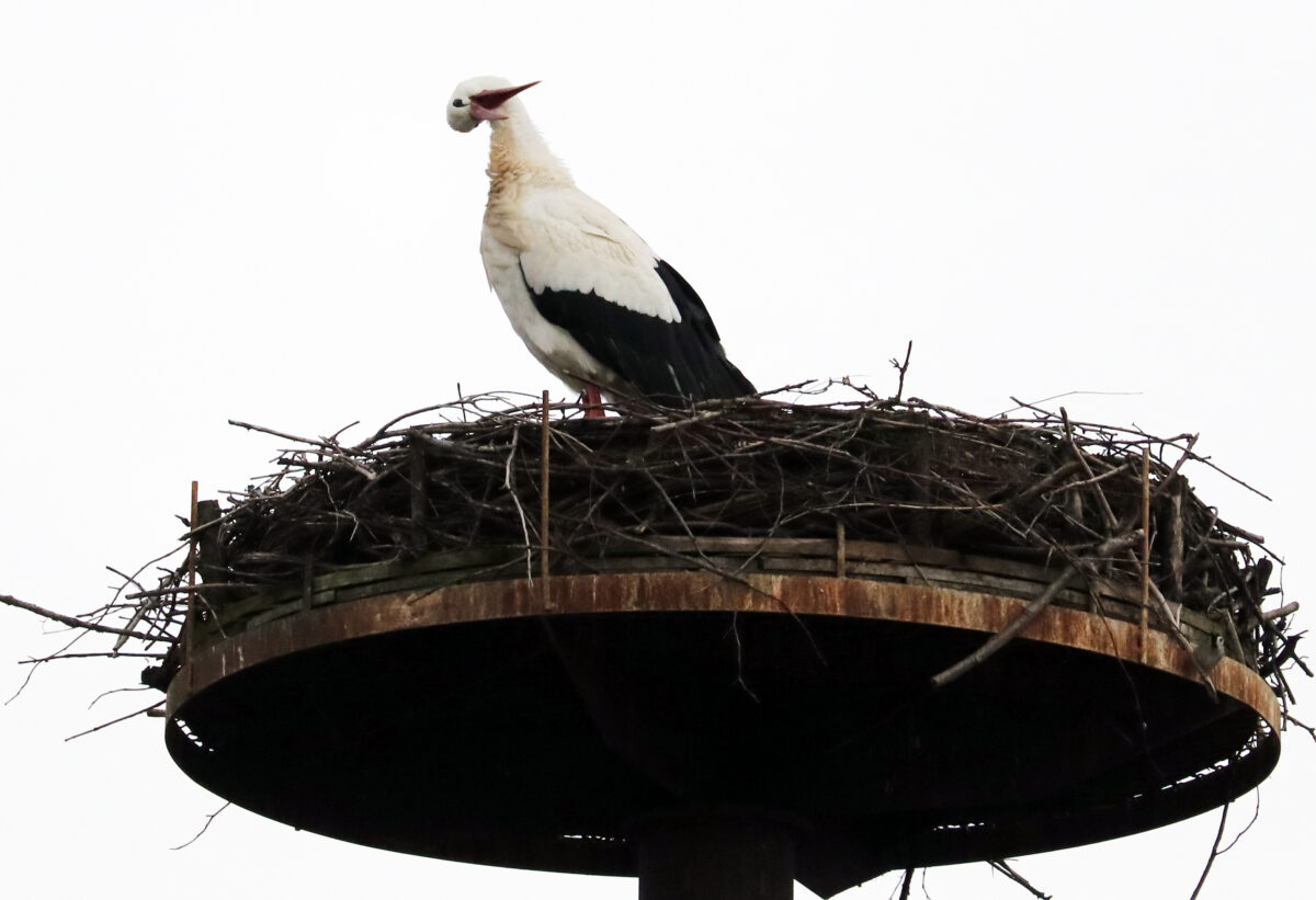Der erste Flosser Storch ist zurück