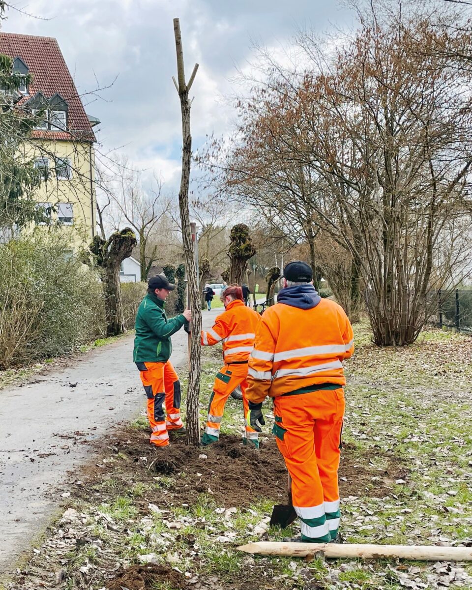 Neue Kopfweiden für den Kirchsteig