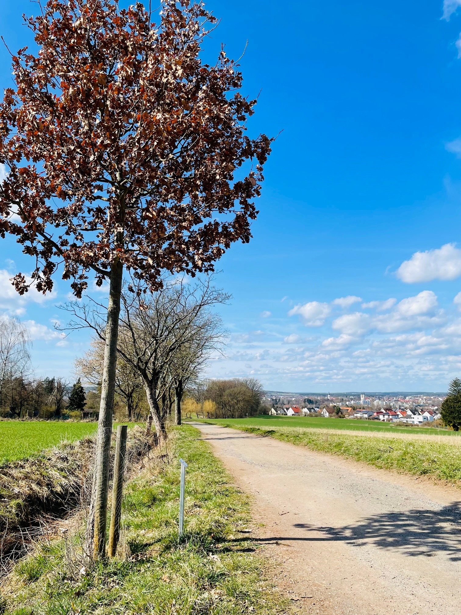 Derzeit kein Platz für Spendenbäume am Steinernen Tisch